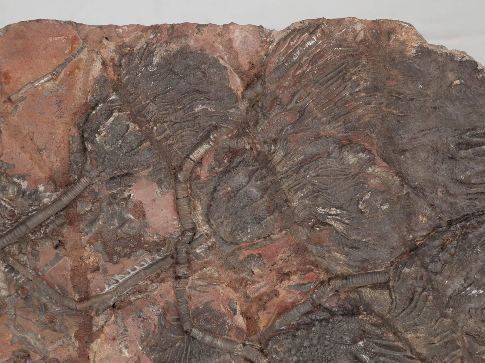 Fossil Crinoid or Scyhocrinus Elegans 350 Million Years Old 2