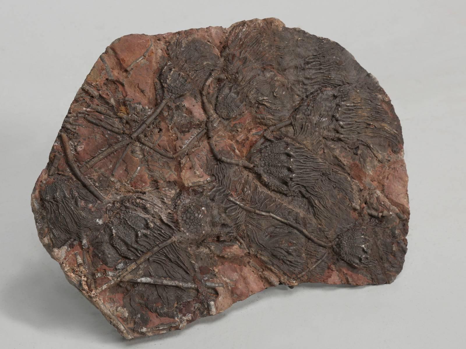 Fossil Crinoid or Scyhocrinus Elegans 350 Million Years Old 3