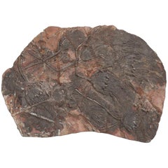 Fossil Crinoid or Scyhocrinus Elegans 350 Million Years Old