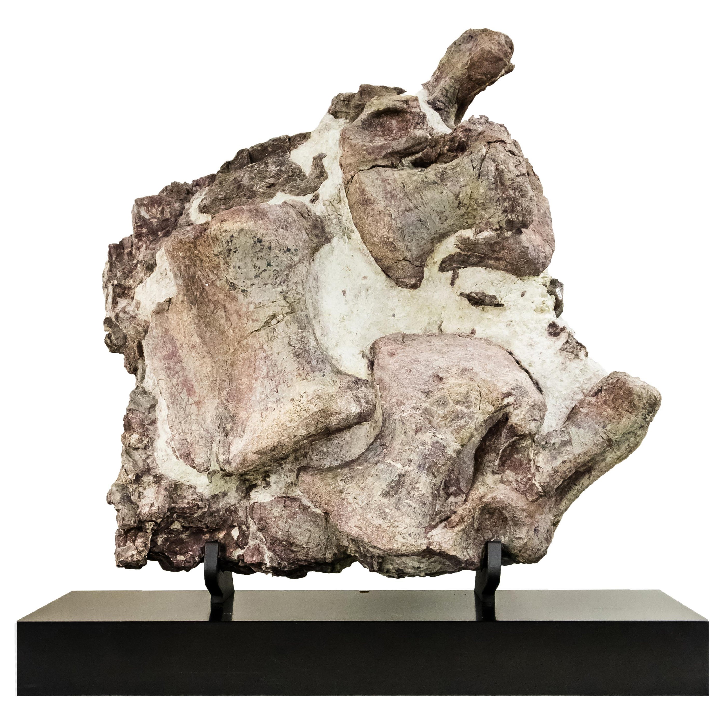 Fossil Dinosaur (Apotosaurus ajax) Vertebrae on Custom Walnut Base