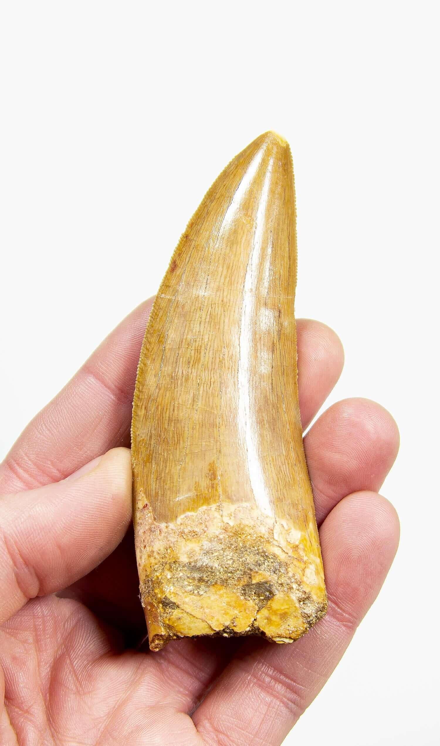 An impressive 108mm (longest curvature) Carcharodontosaurus saharicus dinosaur tooth, known as the North African Tyrannosaurus rex for its formidable size. A noteworthy discovery from the Northern African landscape, where this exotic theropod