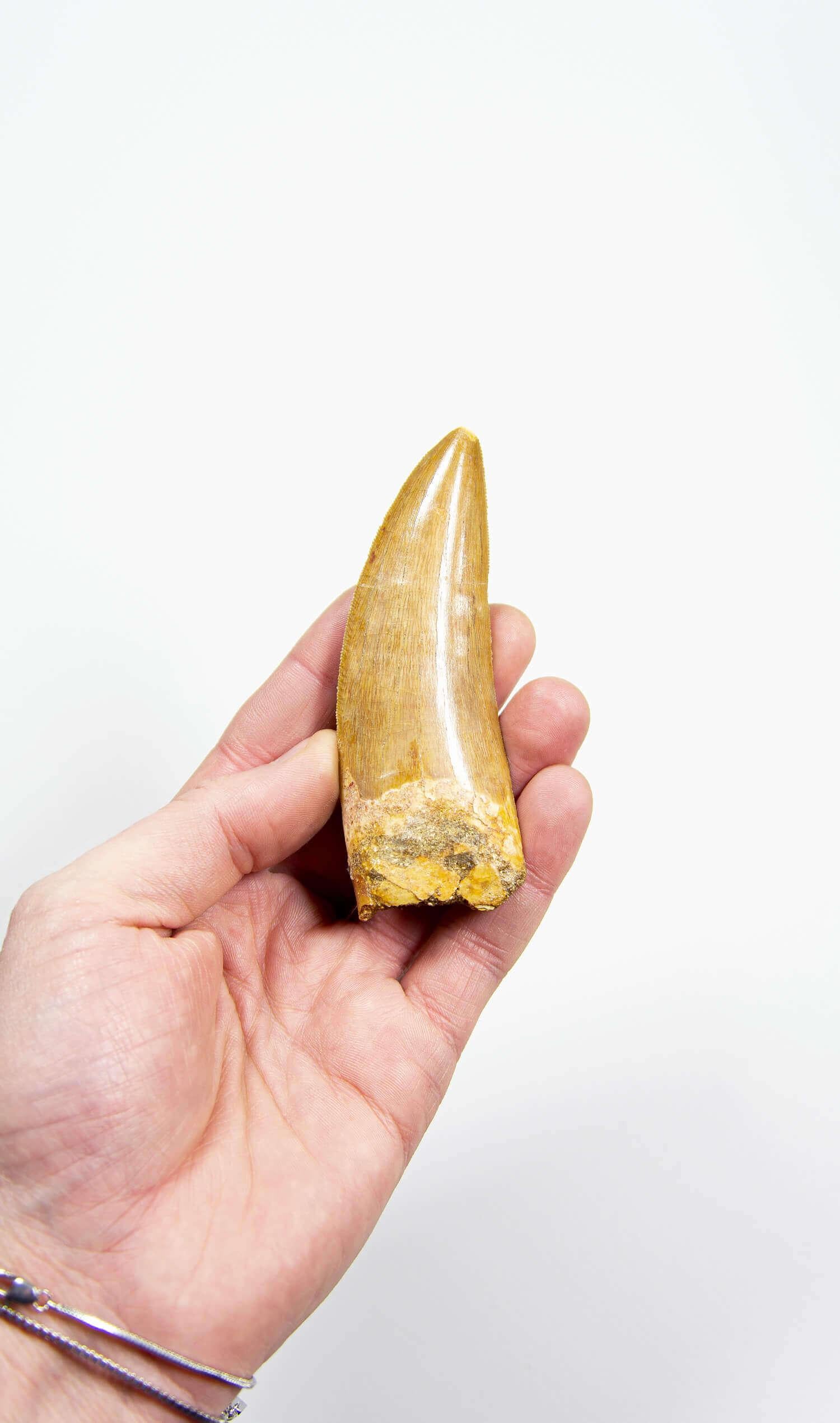 North African Fossil Dinosaur Carcharodontosaurus Tooth For Sale