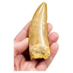 Densité fossile d'un carcharodontosaurus