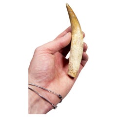 Fossil Dinosaur Carcharodontosaurus Tooth