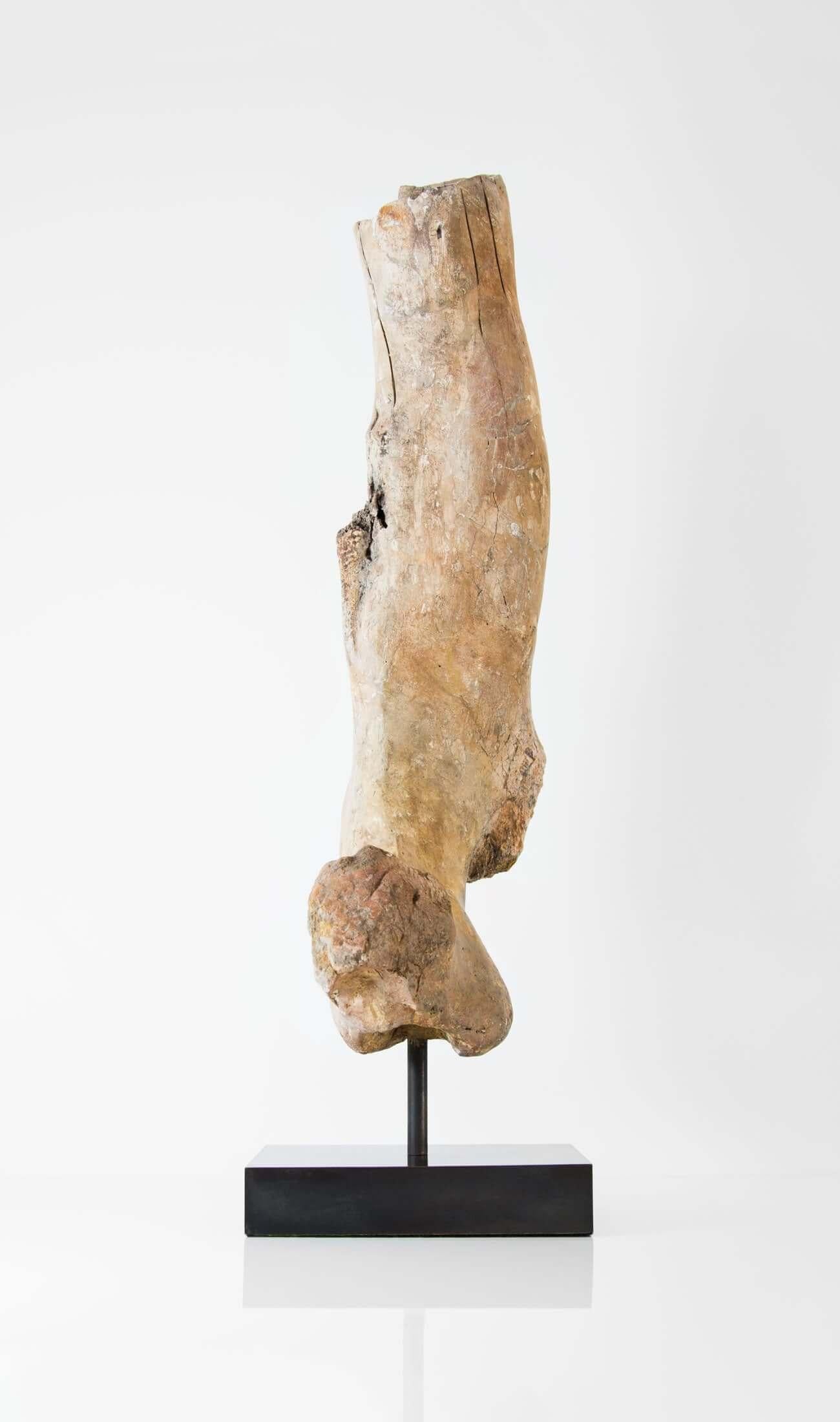 Prehistoric Fossil Dinosaur Femur Bone of Theropod Lineage For Sale
