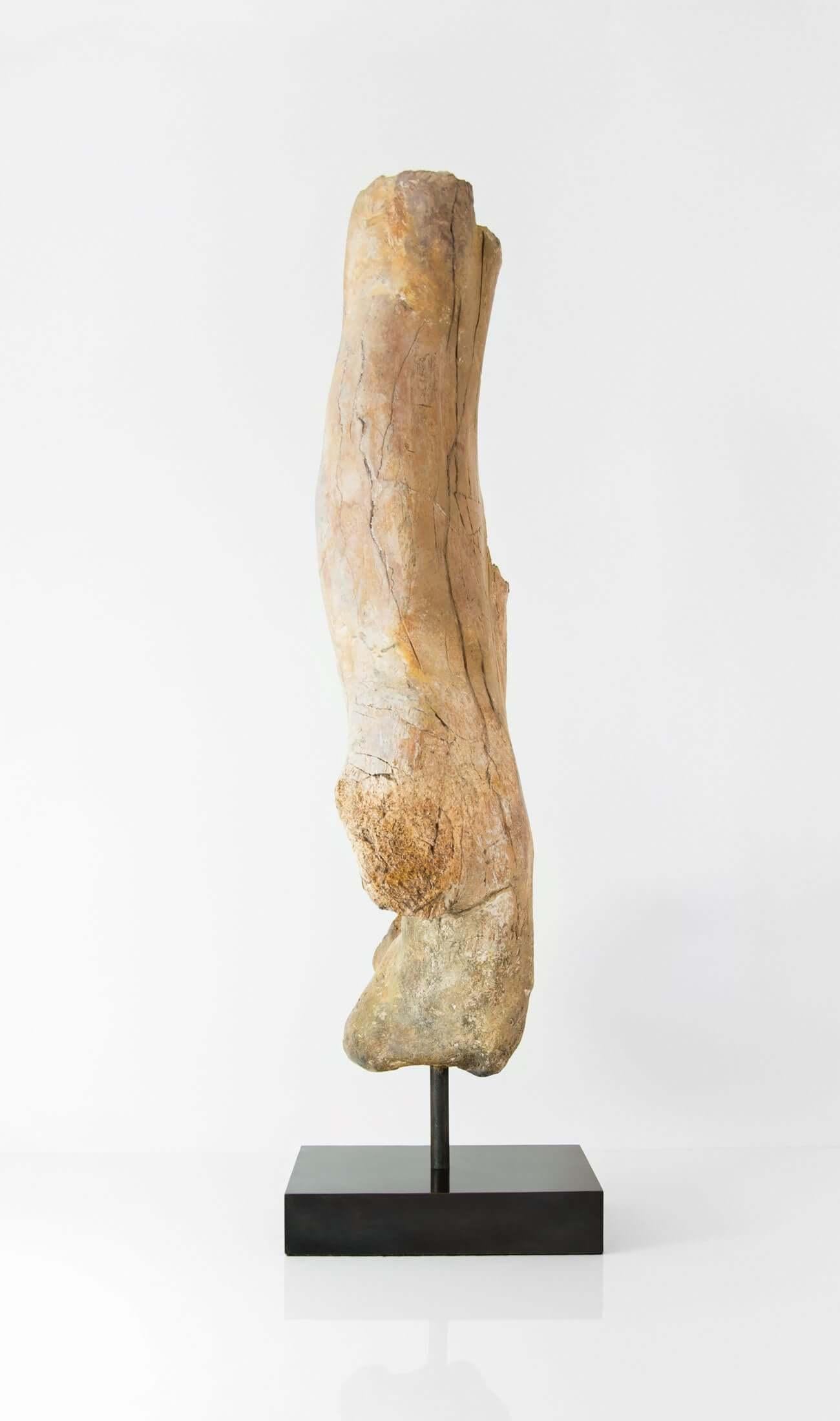 This huge leg bone of a theropod dinosaur was a rare Dinosarian find by any standards. It was discovered in the desert regions of North Africa and has now been conserved, cleaned, and mounted onto one of our custom-created AES bronze plinth