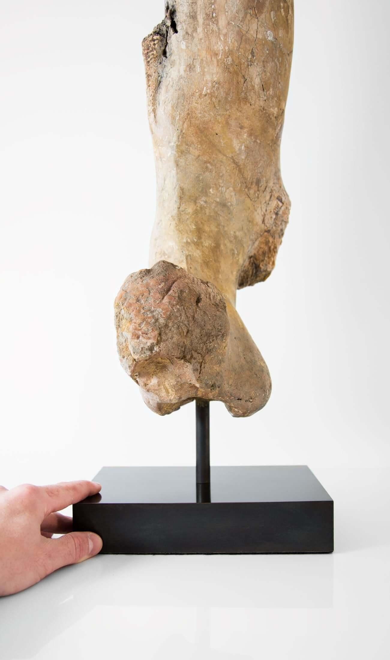 North African Fossil Dinosaur Femur Bone of Theropod Lineage For Sale