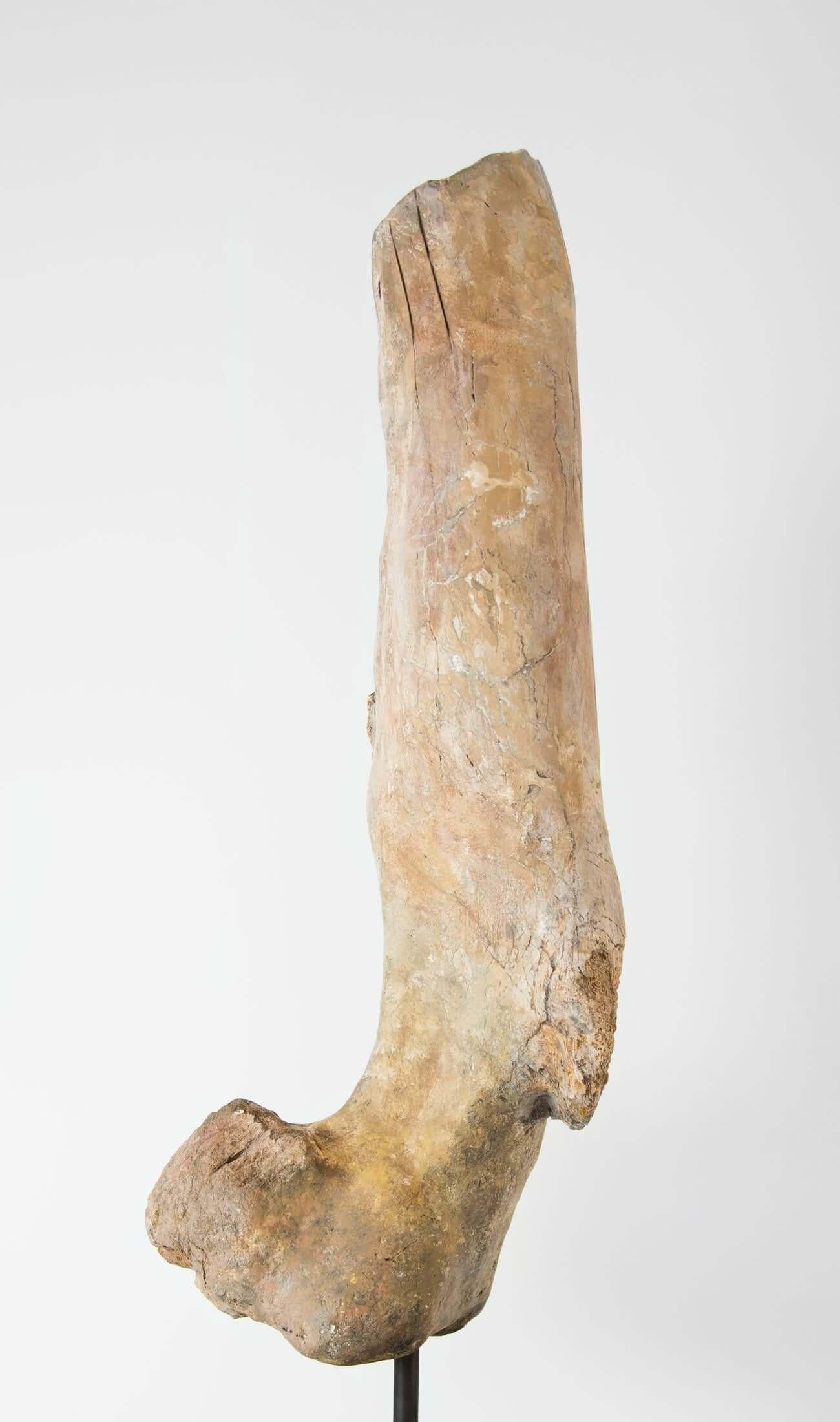 Fossil Dinosaur Femur Bone of Theropod Lineage In Excellent Condition For Sale In Scorton, GB