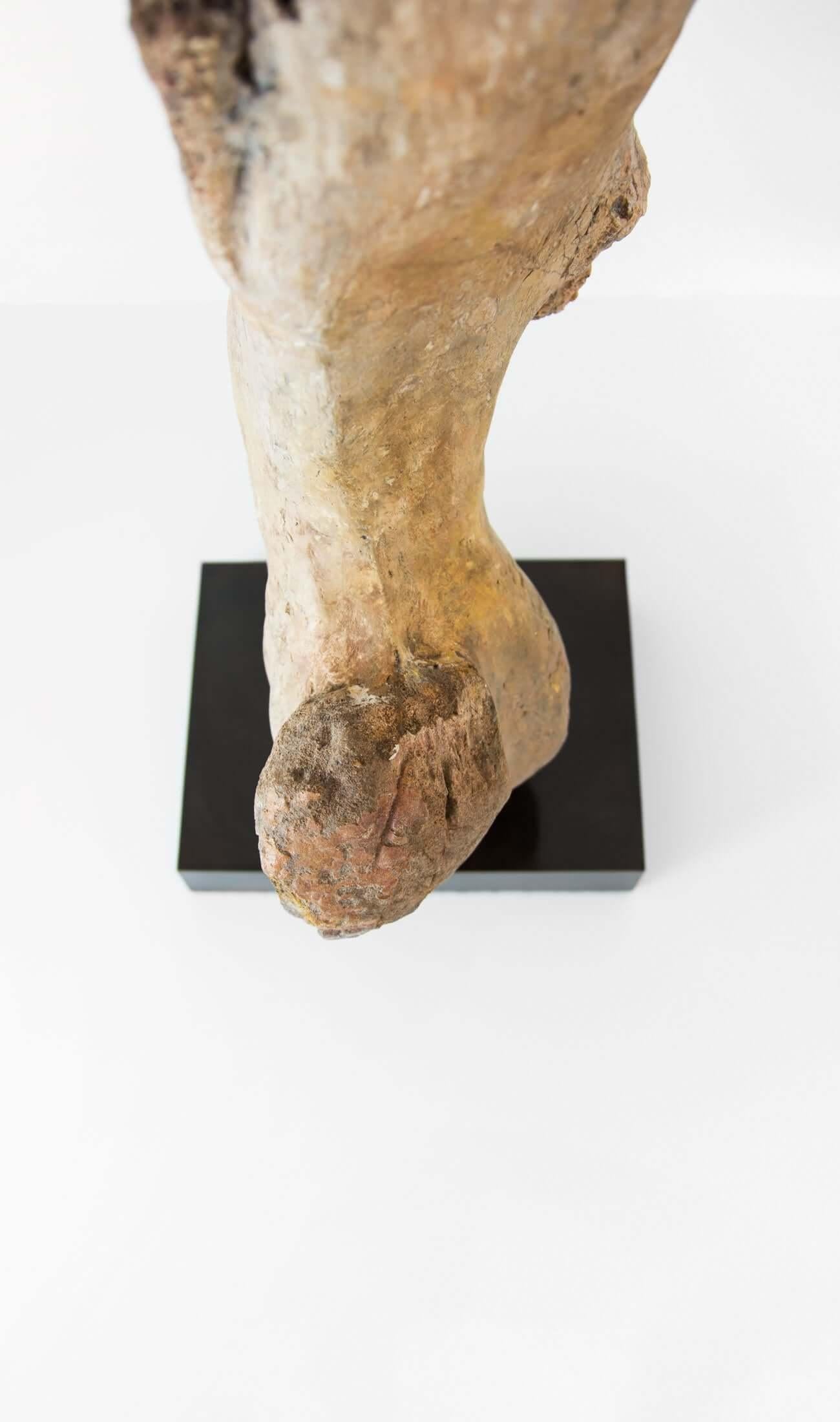 18th Century and Earlier Fossil Dinosaur Femur Bone of Theropod Lineage For Sale