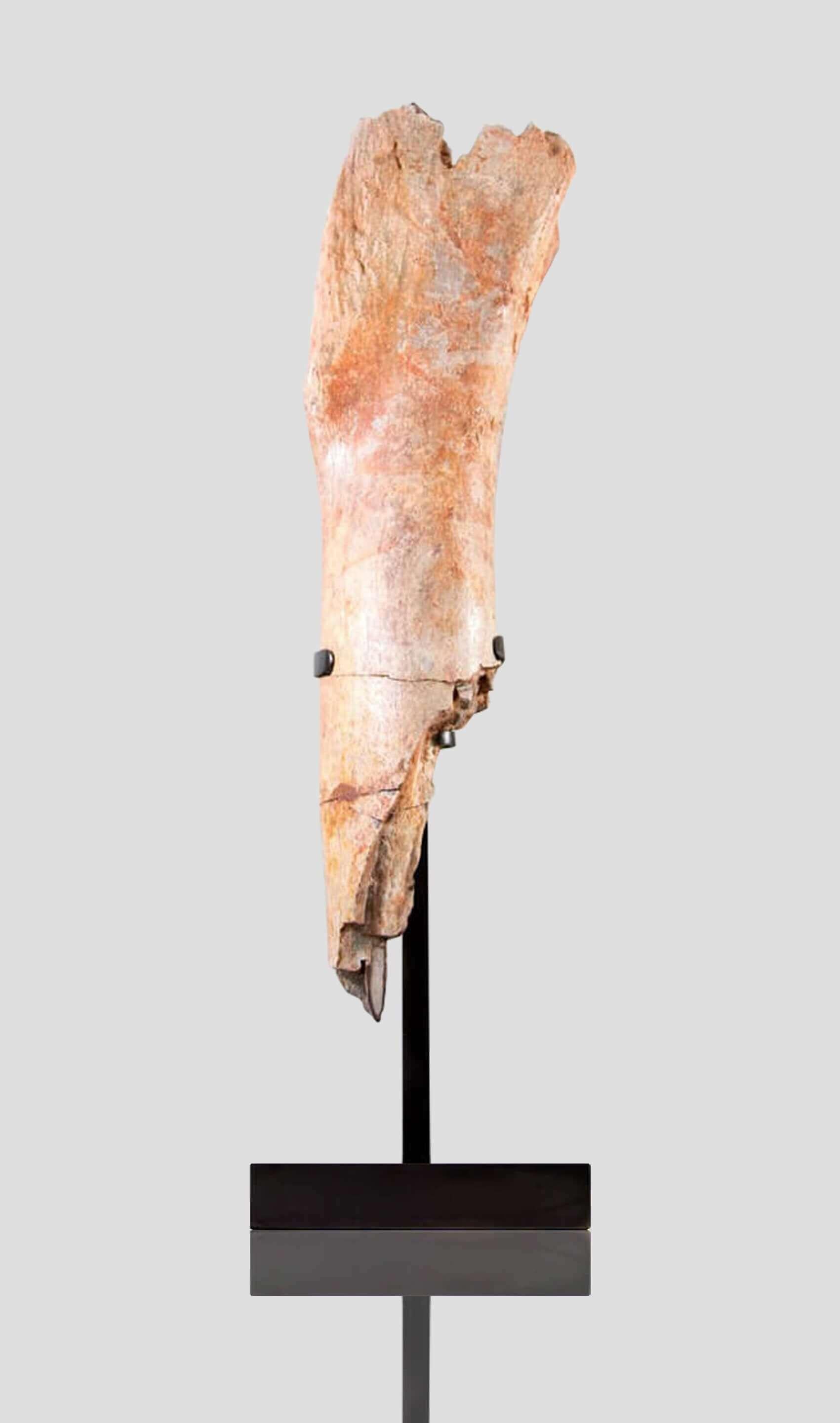 Una tibia fossile di dinosauro Spinosaurus con sezione di gamba di 2,3 piedi e supporto AES in bronzo sormontato.
Scoperta nell'intercalaire continentale, questa sezione di tibia di Spinosaurus di 2,3 piedi evidenzia una capacità evolutiva di