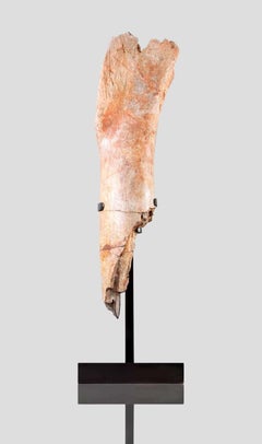 Rare Spinosaurus aegyptiacus Spine Lizard Dinosaur Tibia Fossil in Bronze Stand