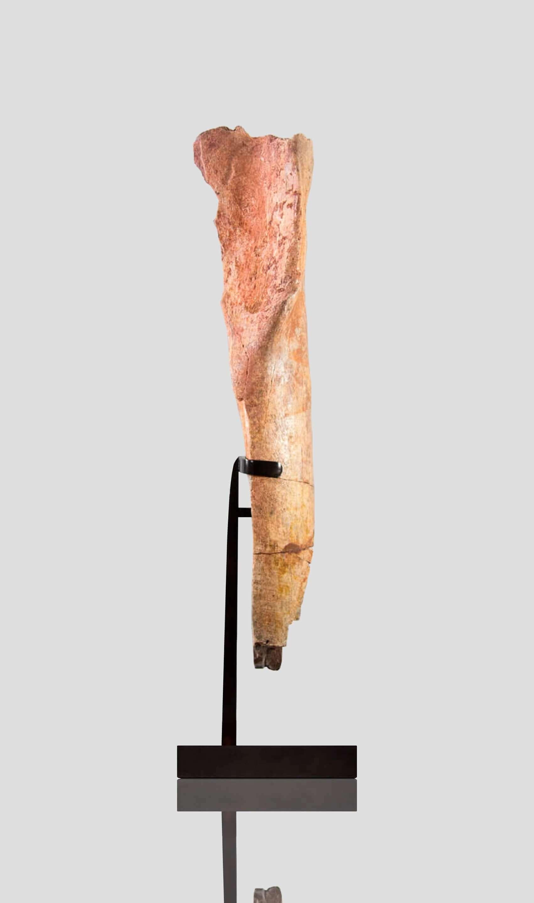 Preistorico Osso fossile di gamba di tibia di dinosauro di Spinosaurus in vendita