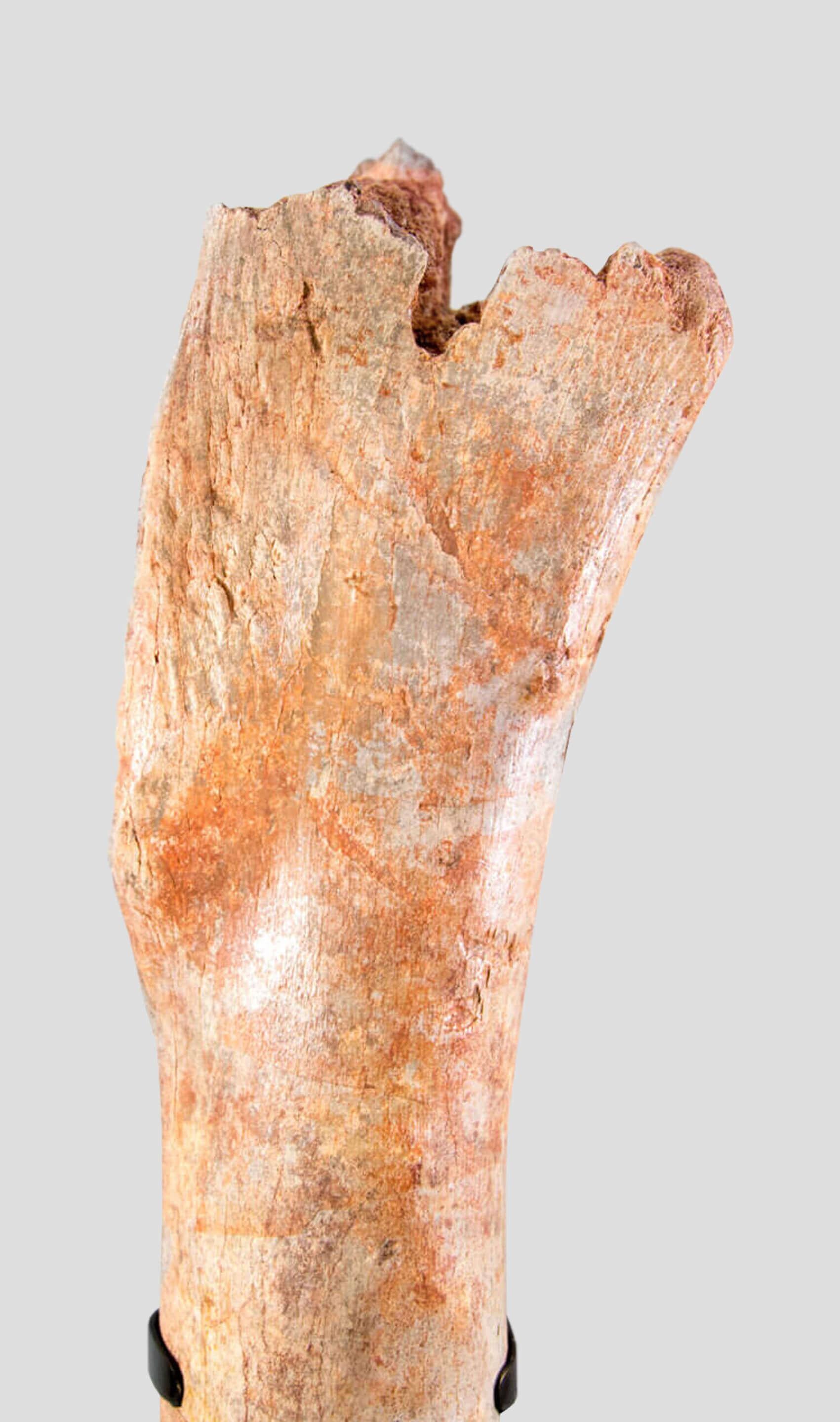 Nordafricano Osso fossile di gamba di tibia di dinosauro di Spinosaurus in vendita