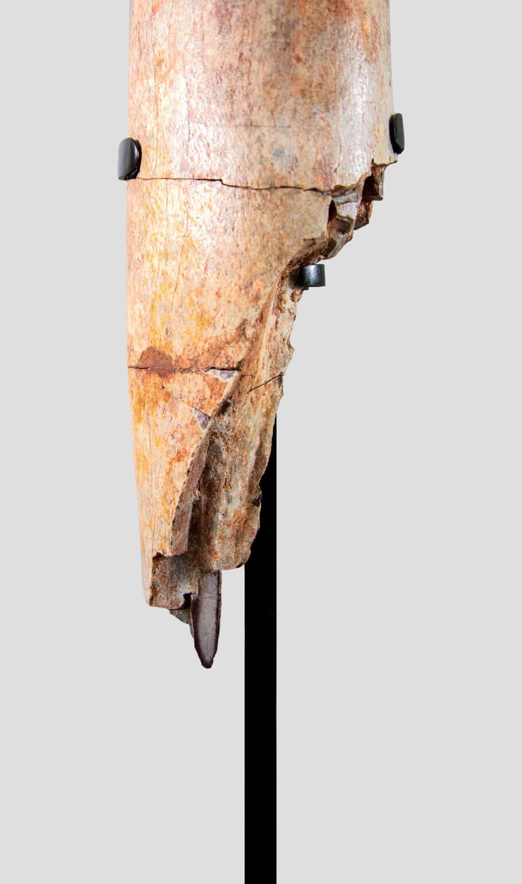 Osso fossile di gamba di tibia di dinosauro di Spinosaurus In condizioni ottime in vendita a Scorton, GB