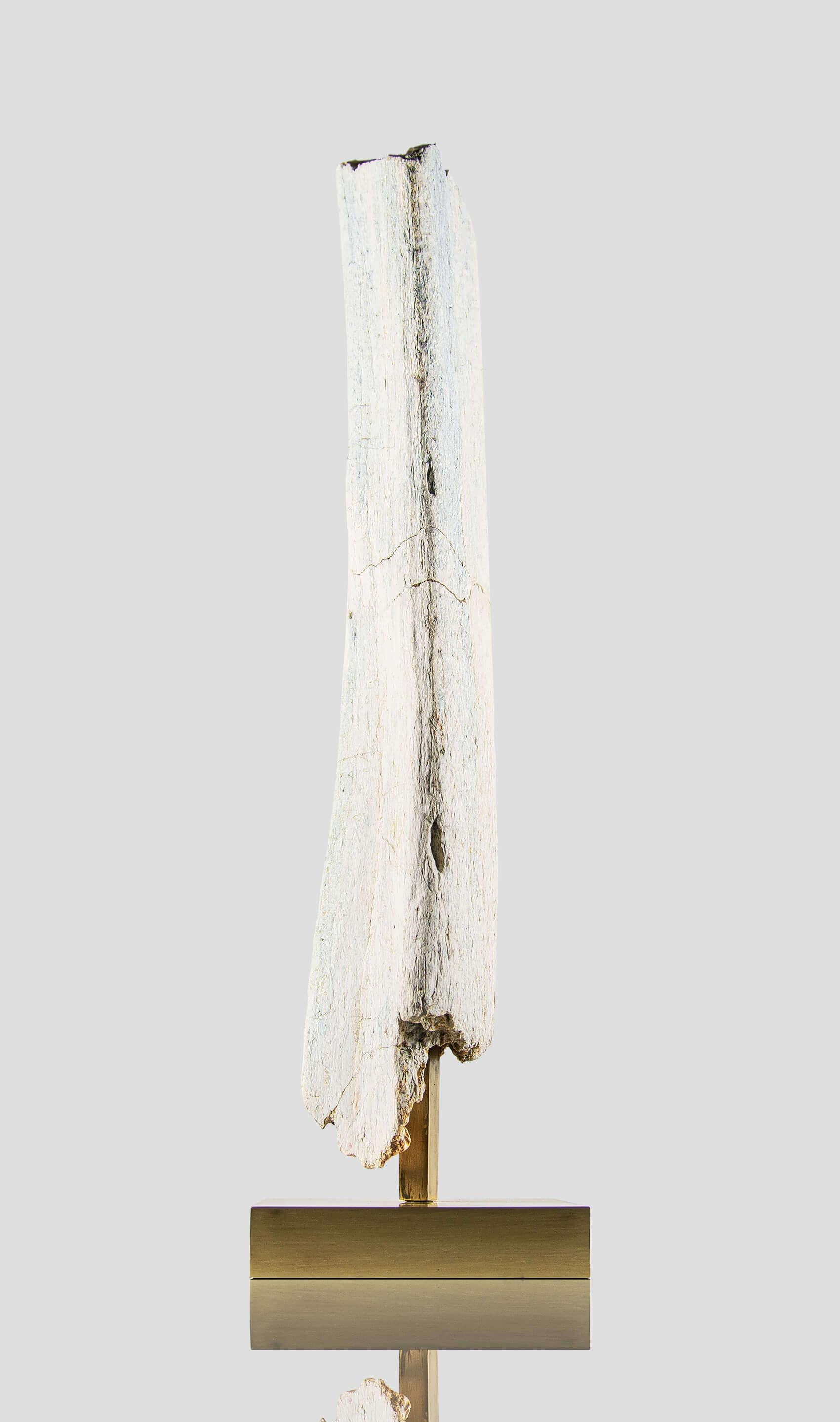 Fossil Dinosaur White 'blanc' Bone of Spinosaurus In Excellent Condition In Scorton, GB
