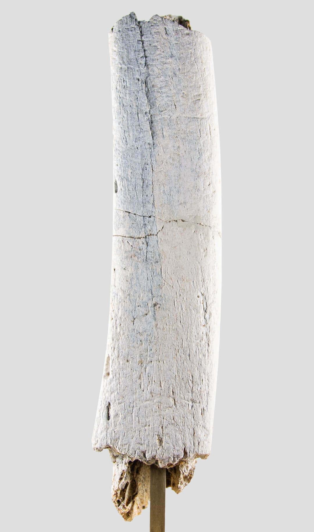 Bronze Fossil Dinosaur White 'blanc' Bone of Spinosaurus