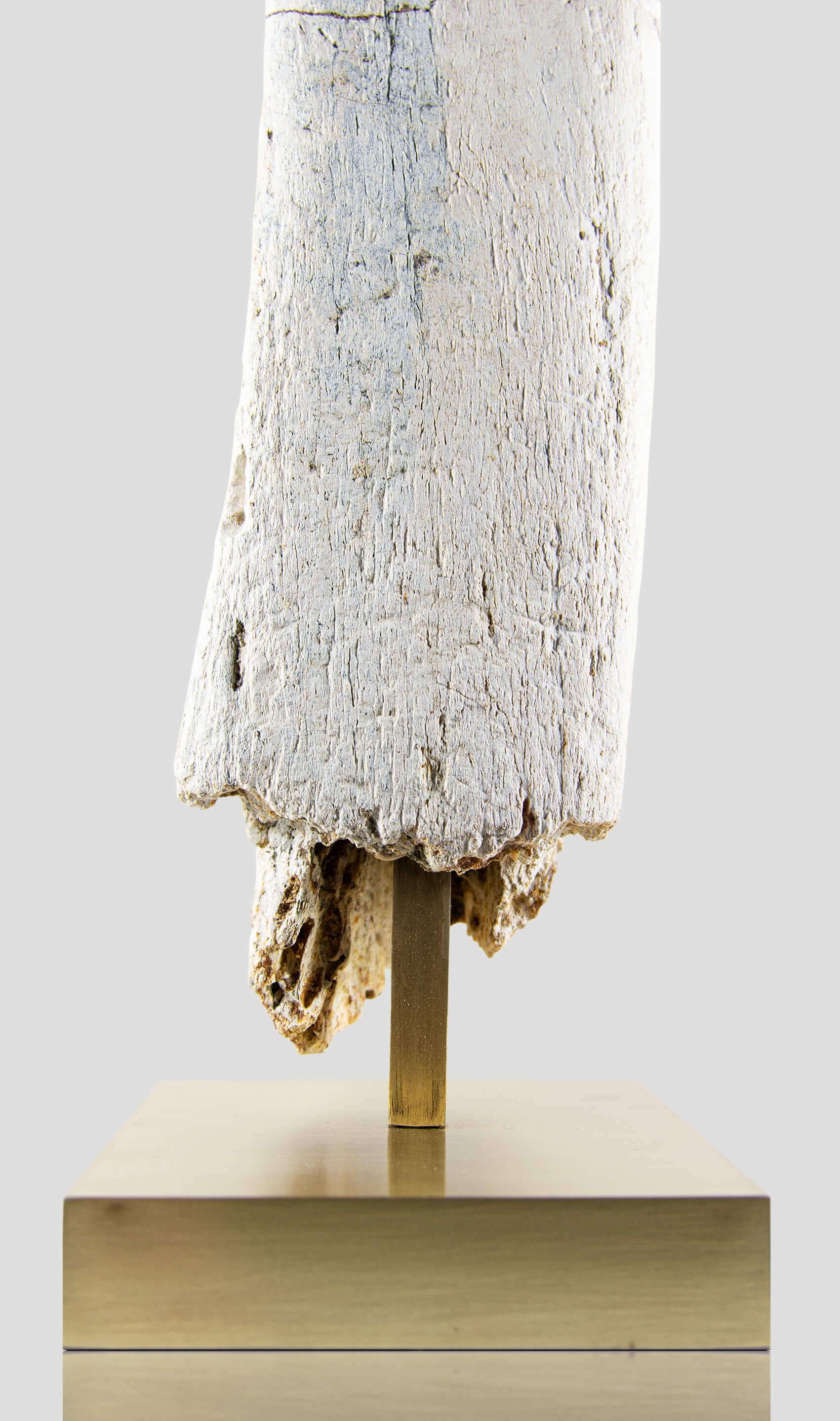 Fossil Dinosaur White 'blanc' Bone of Spinosaurus 1