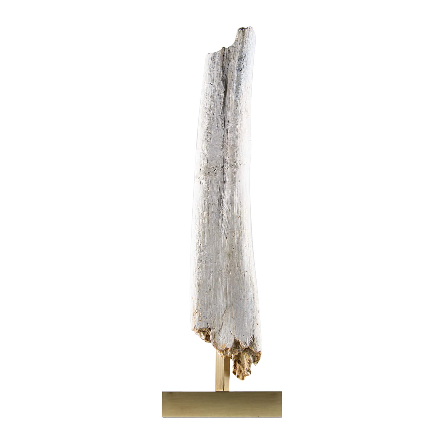 Fossil Dinosaur blanc « blanc » de Spinosaurus en vente