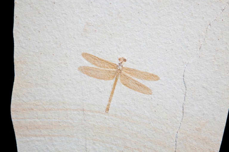 An exceptional fossilized dragonfly from Solnhofen in Germany. This wonderful specimen dates 150 Million Years old making it the ultimate conversation piece.

Since 1986 Dale Rogers has been sourcing the grandest fossils, crystals and minerals from