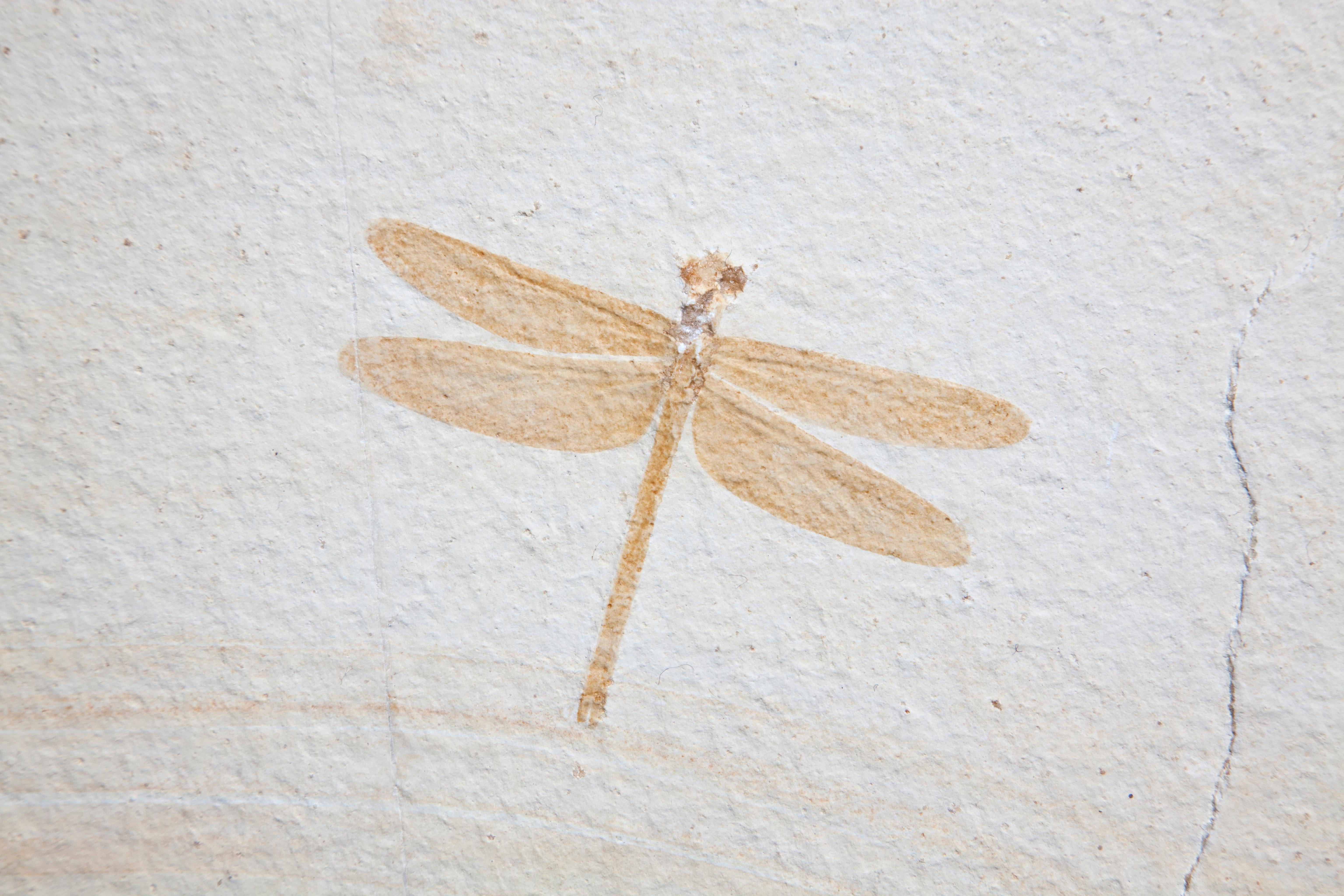 dragonfly fossil for sale