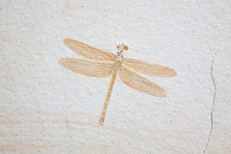 German Fossil Dragonfly Dating 150 Million Years Old For Sale