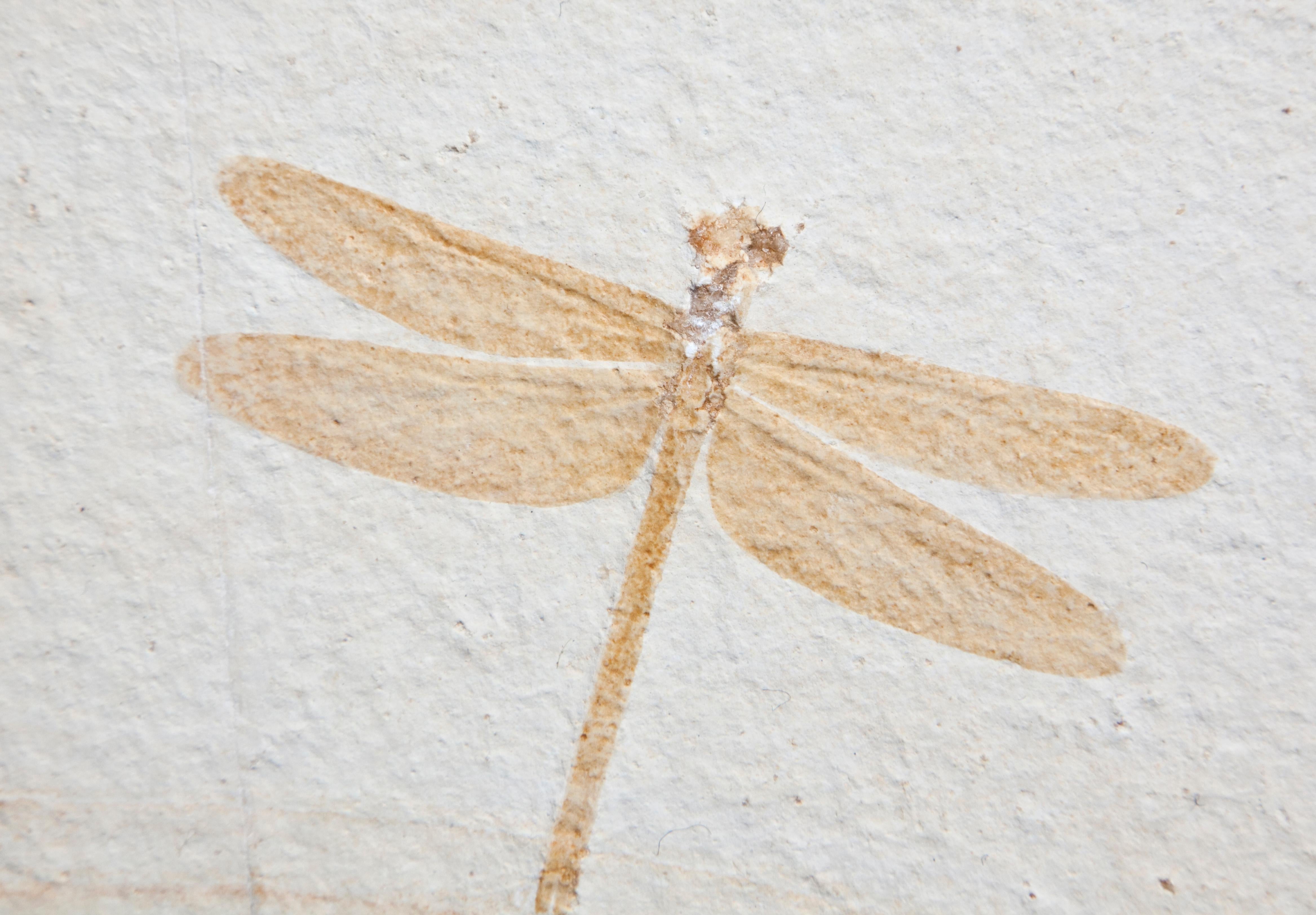 fossil dragonfly for sale