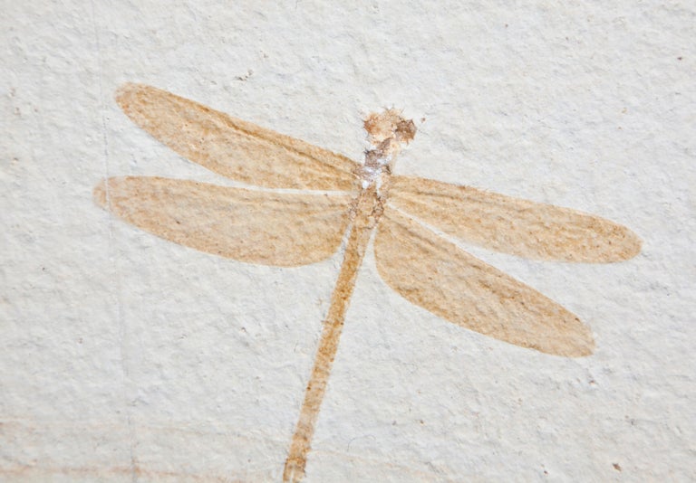 Fossil Dragonfly Dating 150 Million Years Old In Excellent Condition For Sale In London, GB