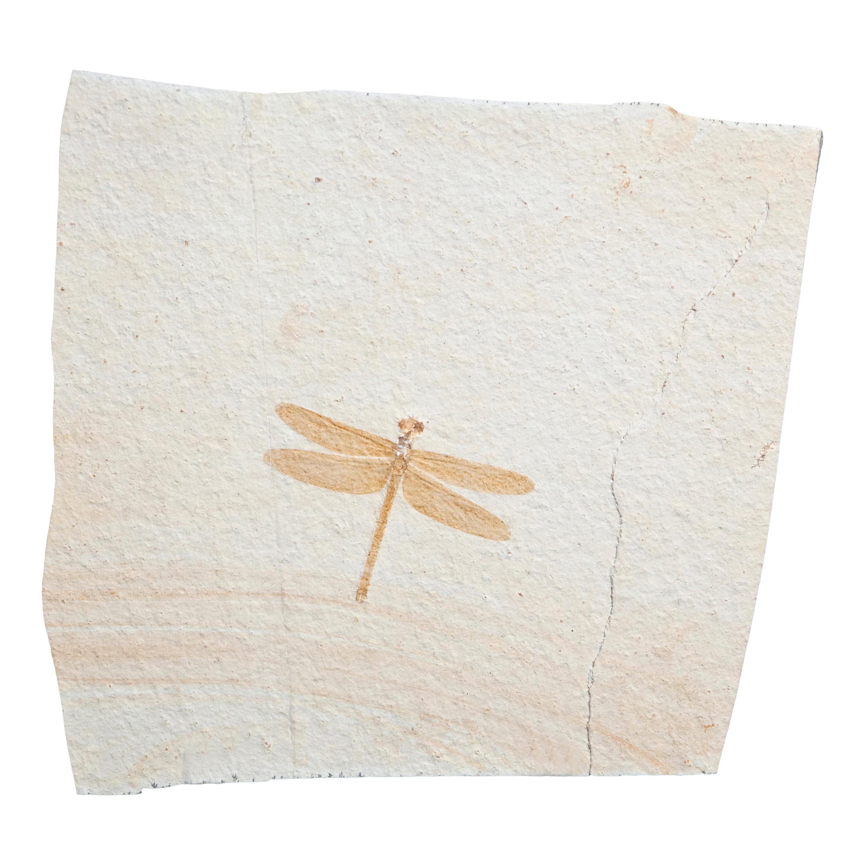 Fossil Dragonfly Dating 150 Million Years Old