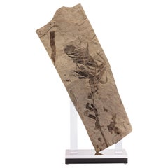 Fossil Fern from Green River Formation, Mounted on a Custom Acrylic Stand