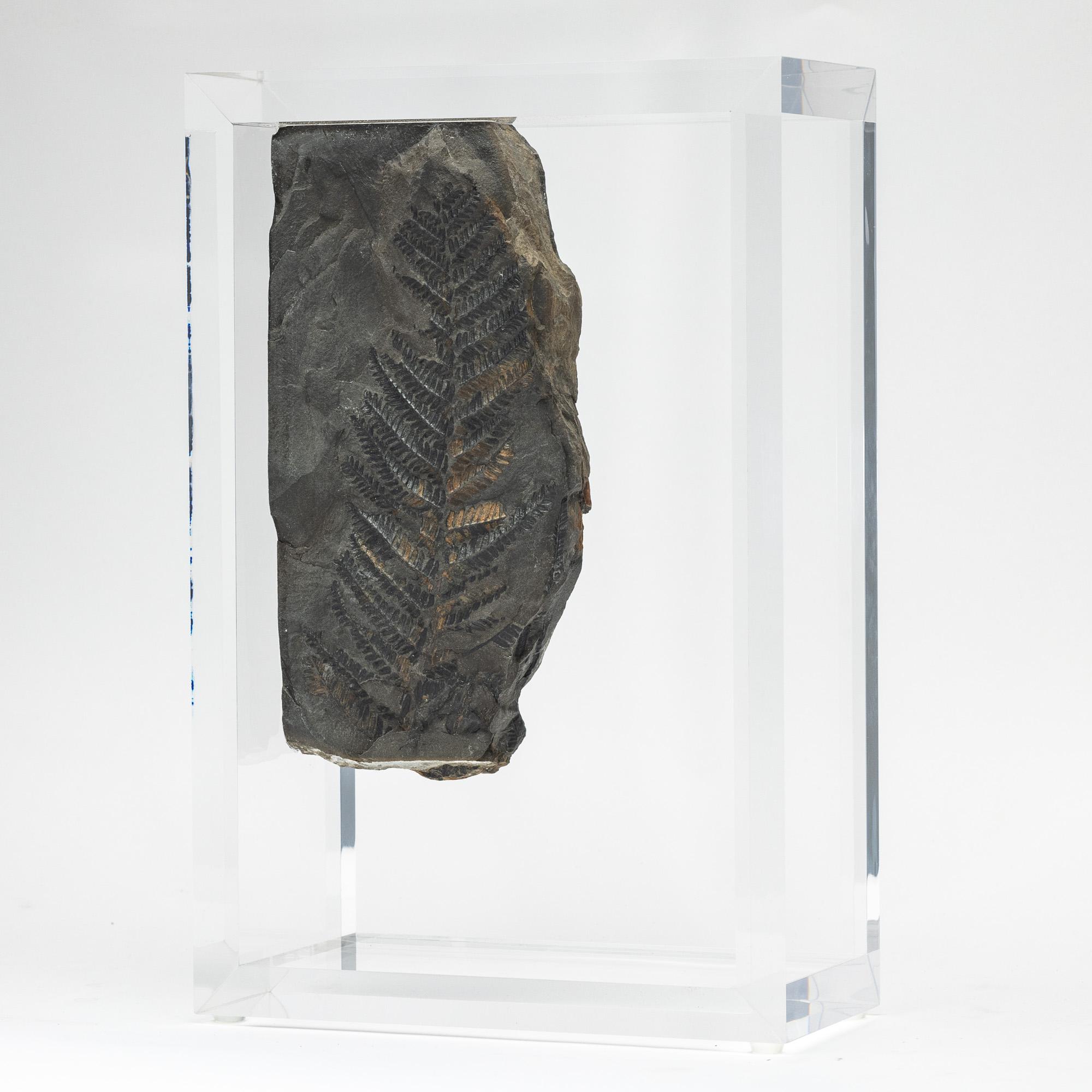 
Nome: Alethopteris
Origine: Formazione St. Clair, Pennsylvania
Periodo: Carbonifero da 300 a 360 milioni di anni fa

Sono piante simili alle felci, erano tra le più grandi dell'epoca, gli alberi raggiungevano un'altezza di 10 Mt. e i loro rami