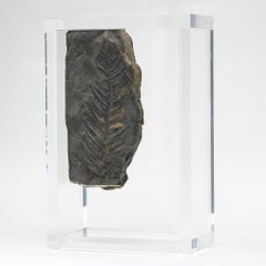 Fossil Ferns in originalem Acrylsockel montiert