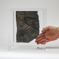 Fossil Ferns mounted in original design acrylic base