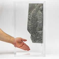 Fossil Ferns mounted in original design acrylic base
