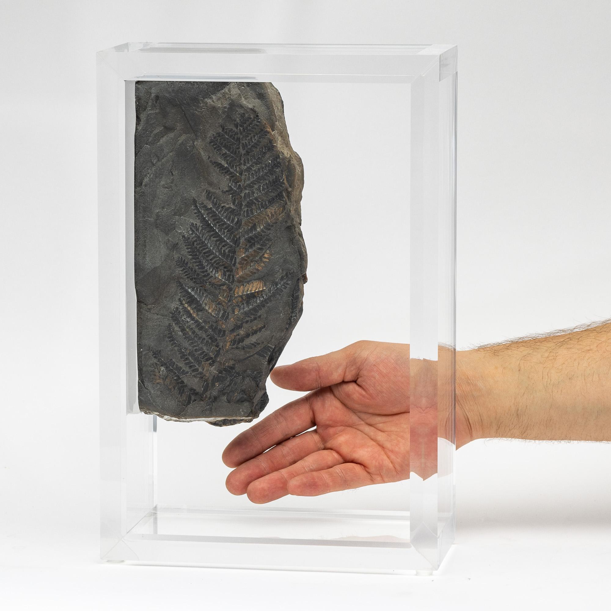 Organico moderno Felci fossili montate su una base in acrilico dal design originale in vendita