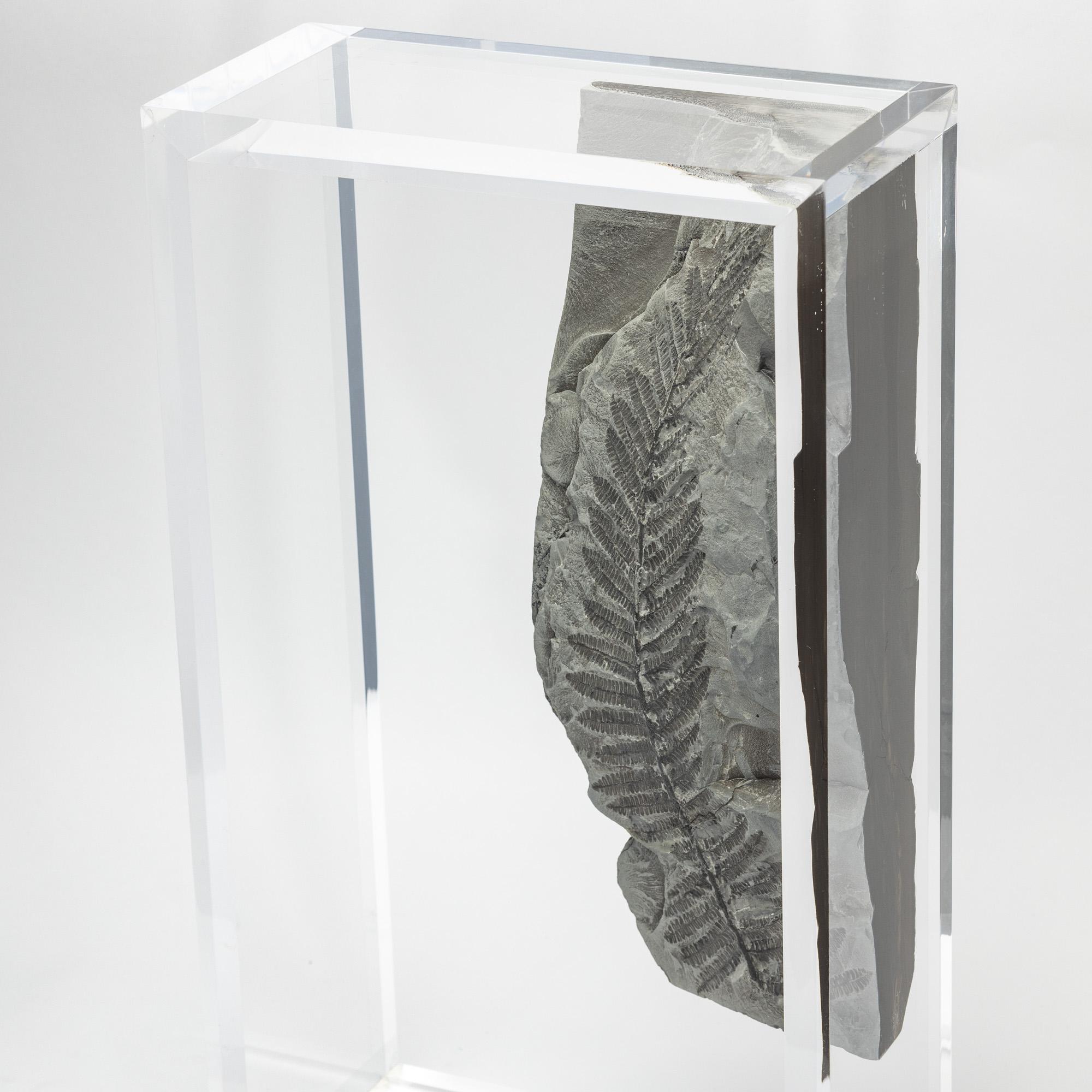 Organico moderno Felci fossili montate su una base in acrilico dal design originale in vendita