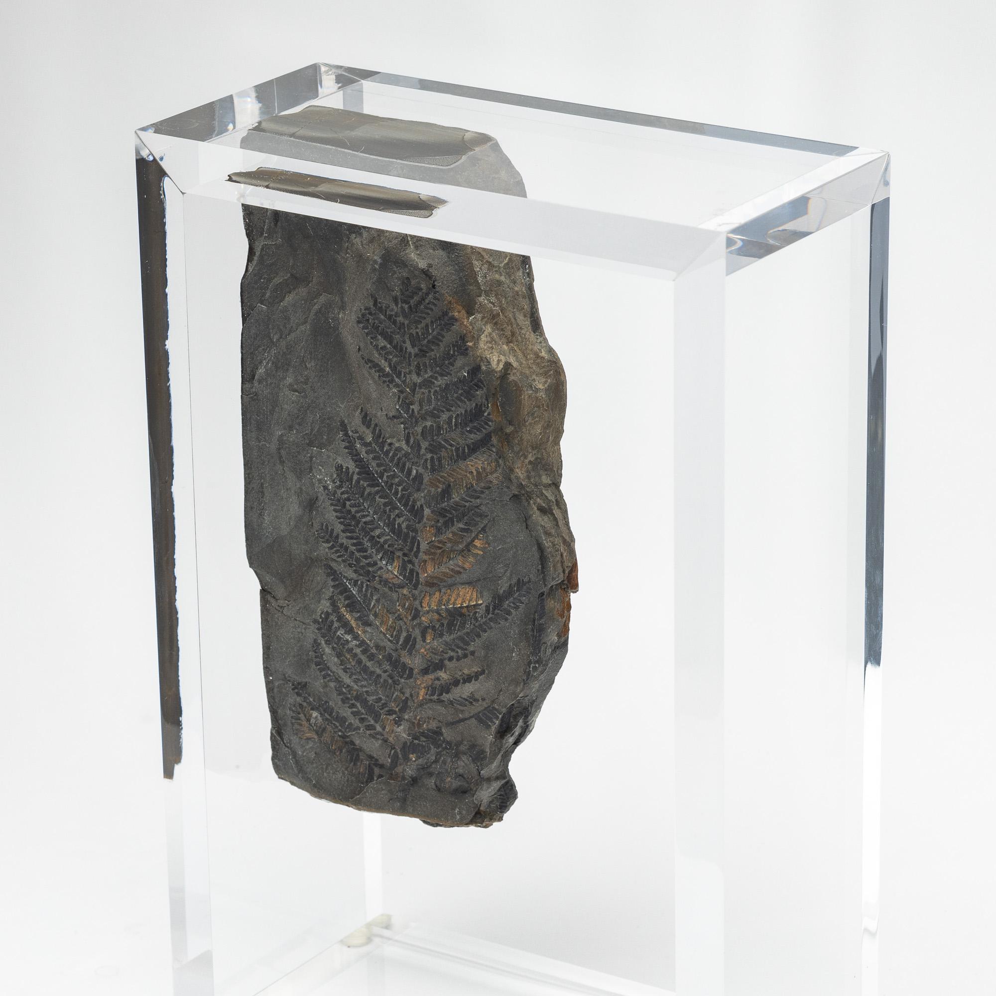 Messicano Felci fossili montate su una base in acrilico dal design originale in vendita