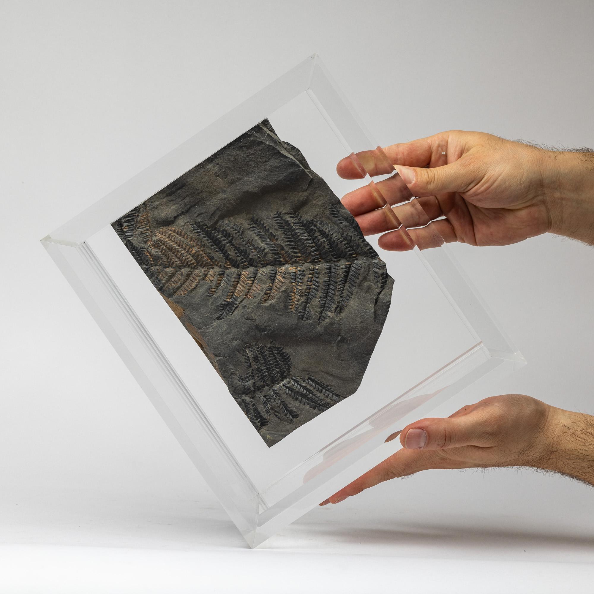 Messicano Felci fossili montate su una base in acrilico dal design originale in vendita