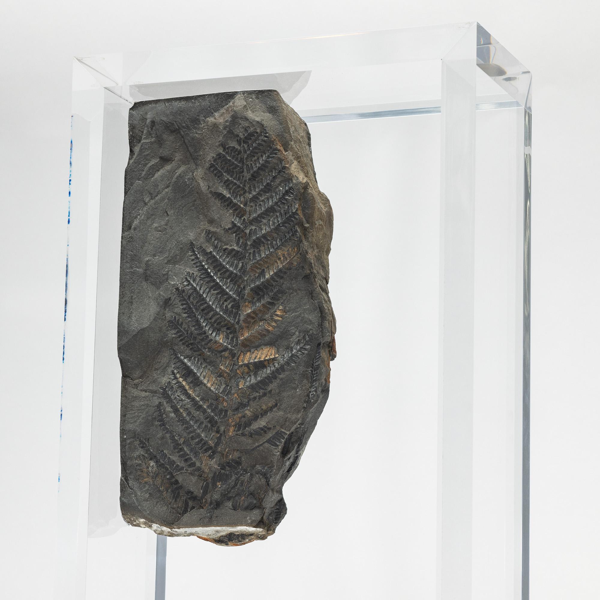 XXI secolo e contemporaneo Felci fossili montate su una base in acrilico dal design originale in vendita
