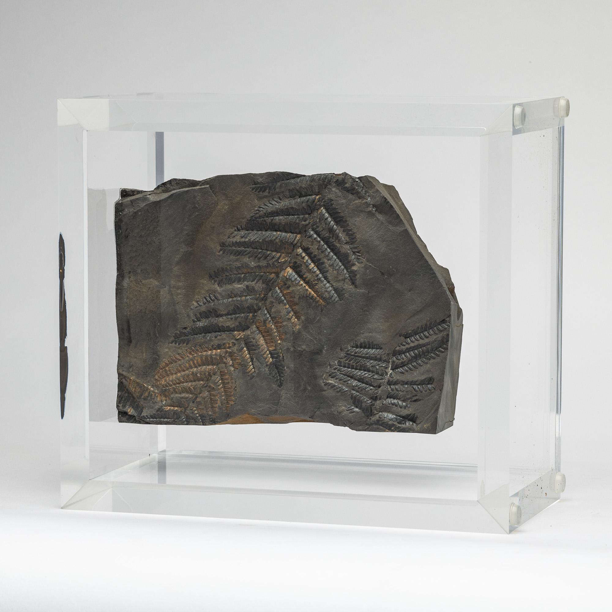 XXI secolo e contemporaneo Felci fossili montate su una base in acrilico dal design originale in vendita