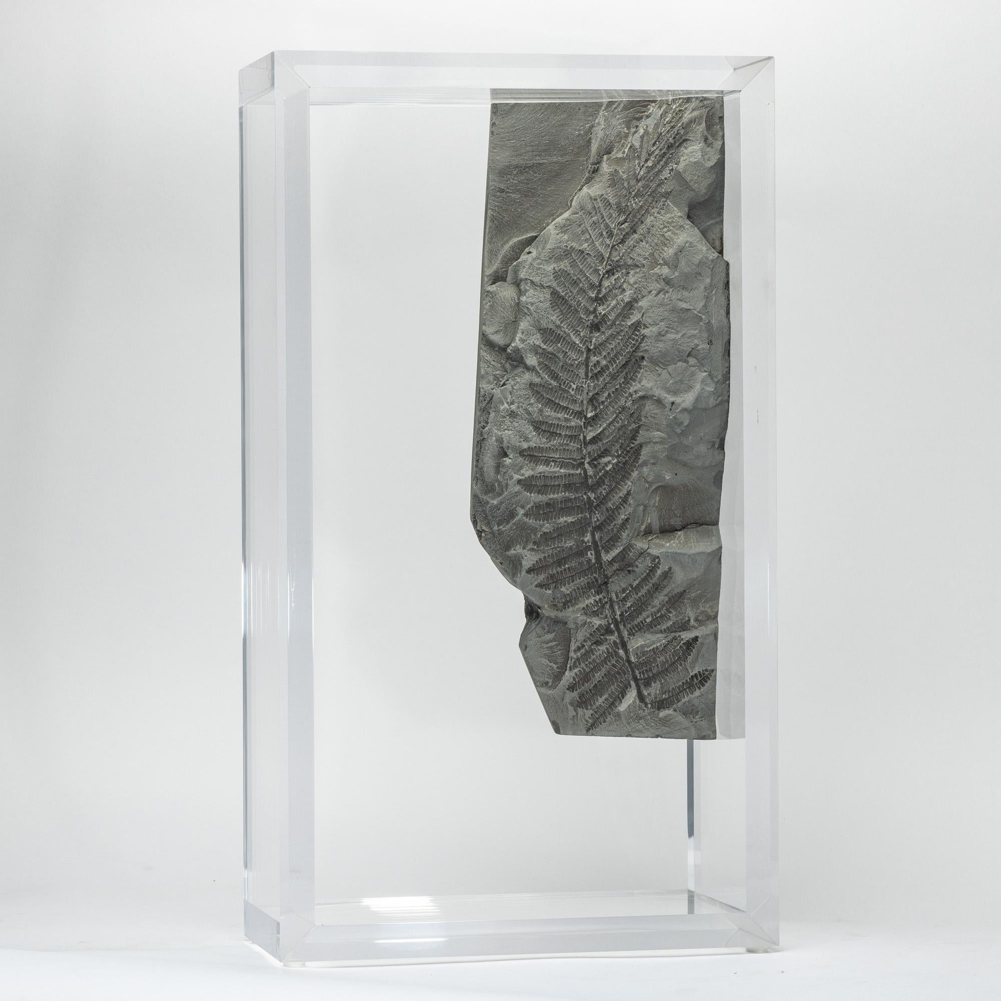 XXI secolo e contemporaneo Felci fossili montate su una base in acrilico dal design originale in vendita