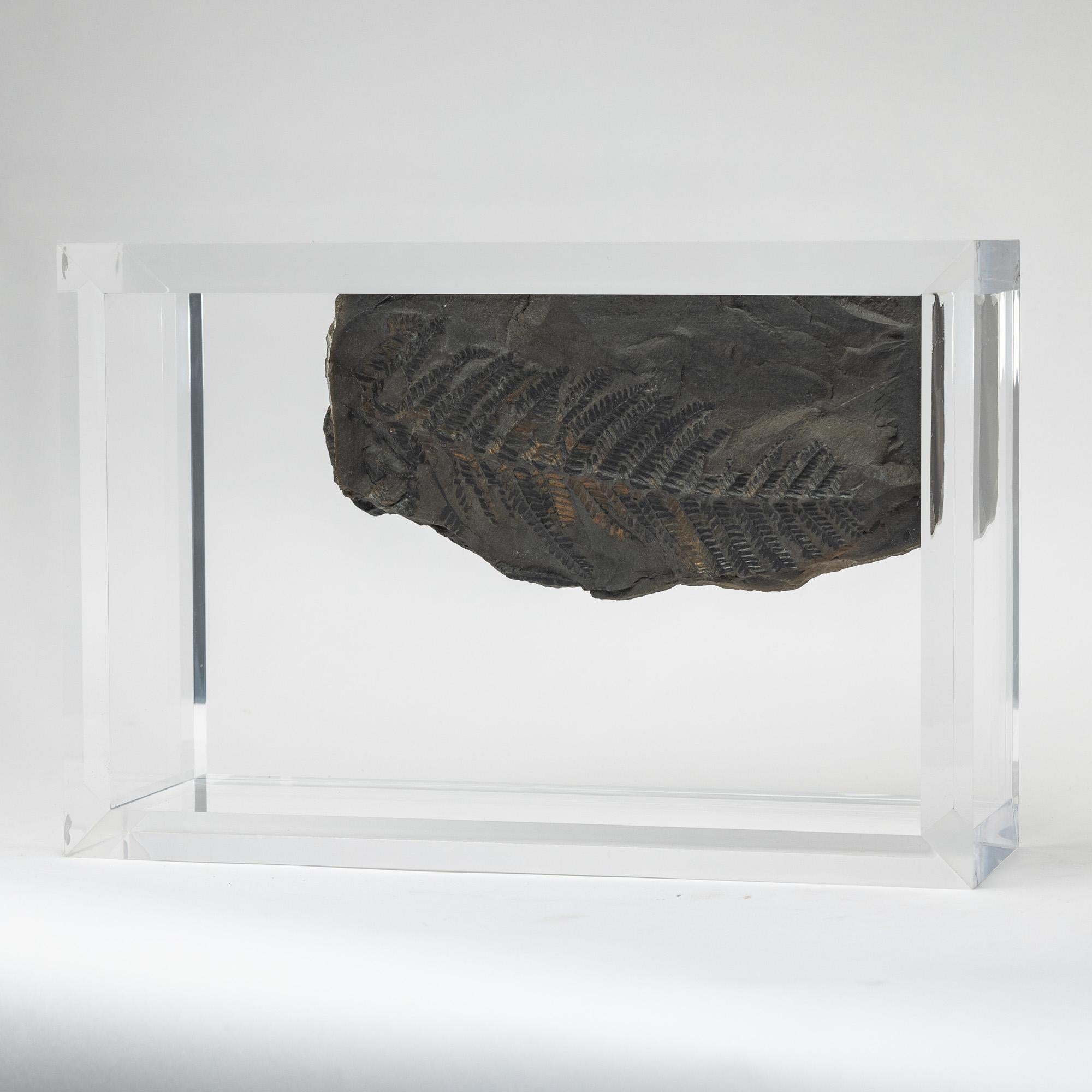 Acrilico Felci fossili montate su una base in acrilico dal design originale in vendita