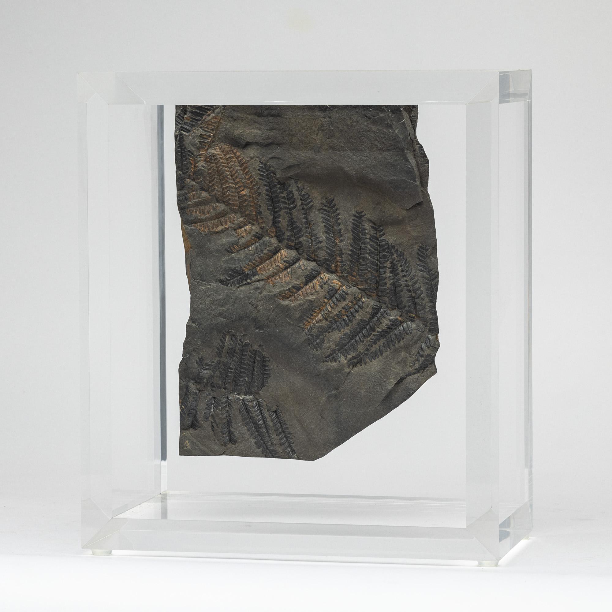 Acrilico Felci fossili montate su una base in acrilico dal design originale in vendita