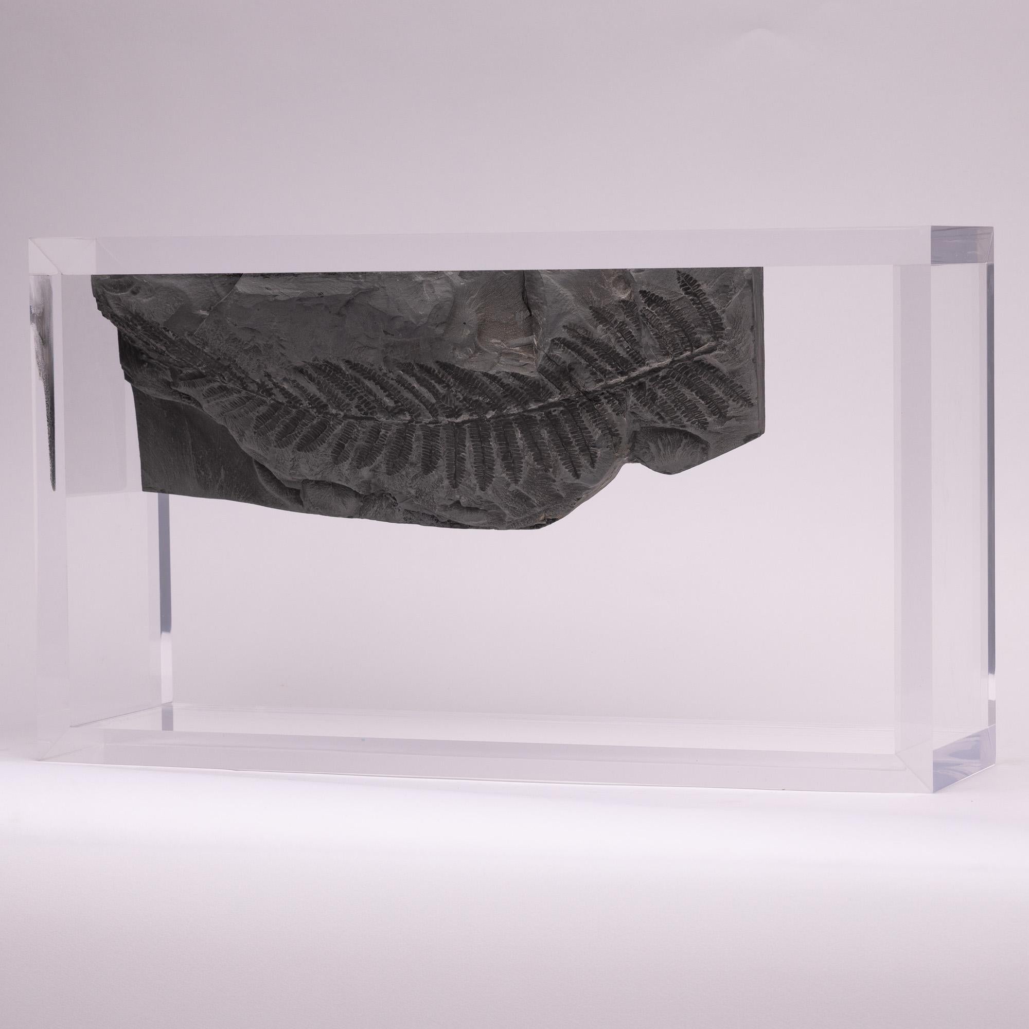Acrilico Felci fossili montate su una base in acrilico dal design originale in vendita