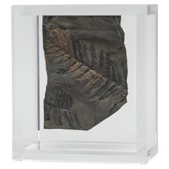 Fossil Ferns mounted in original design acrylic base