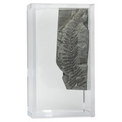 Fernes fossiles monté sur une base en acrylique de conception originale