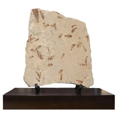 Fossil Fish Association on Walnut Base, Cretaceous