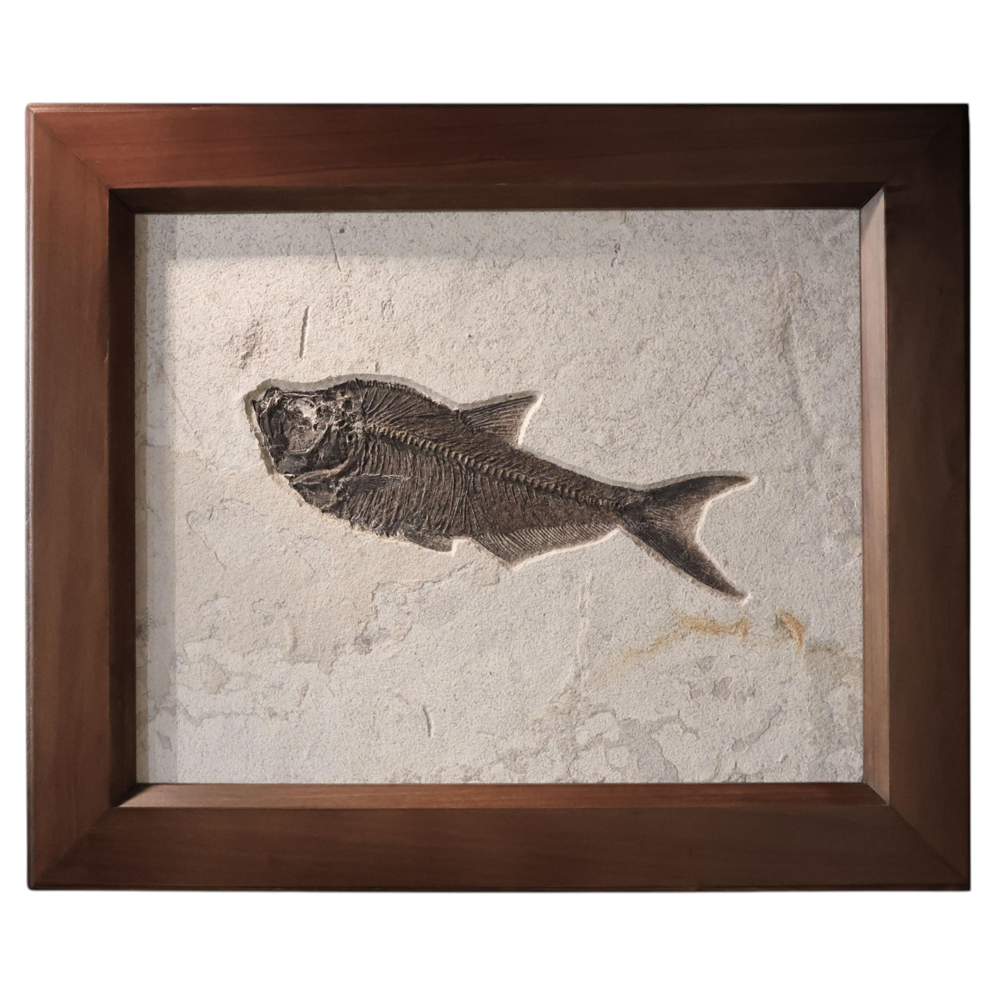 Fossiler Fisch (Diplomystus sp.) in Custom Walnut Frame, Green River Formation