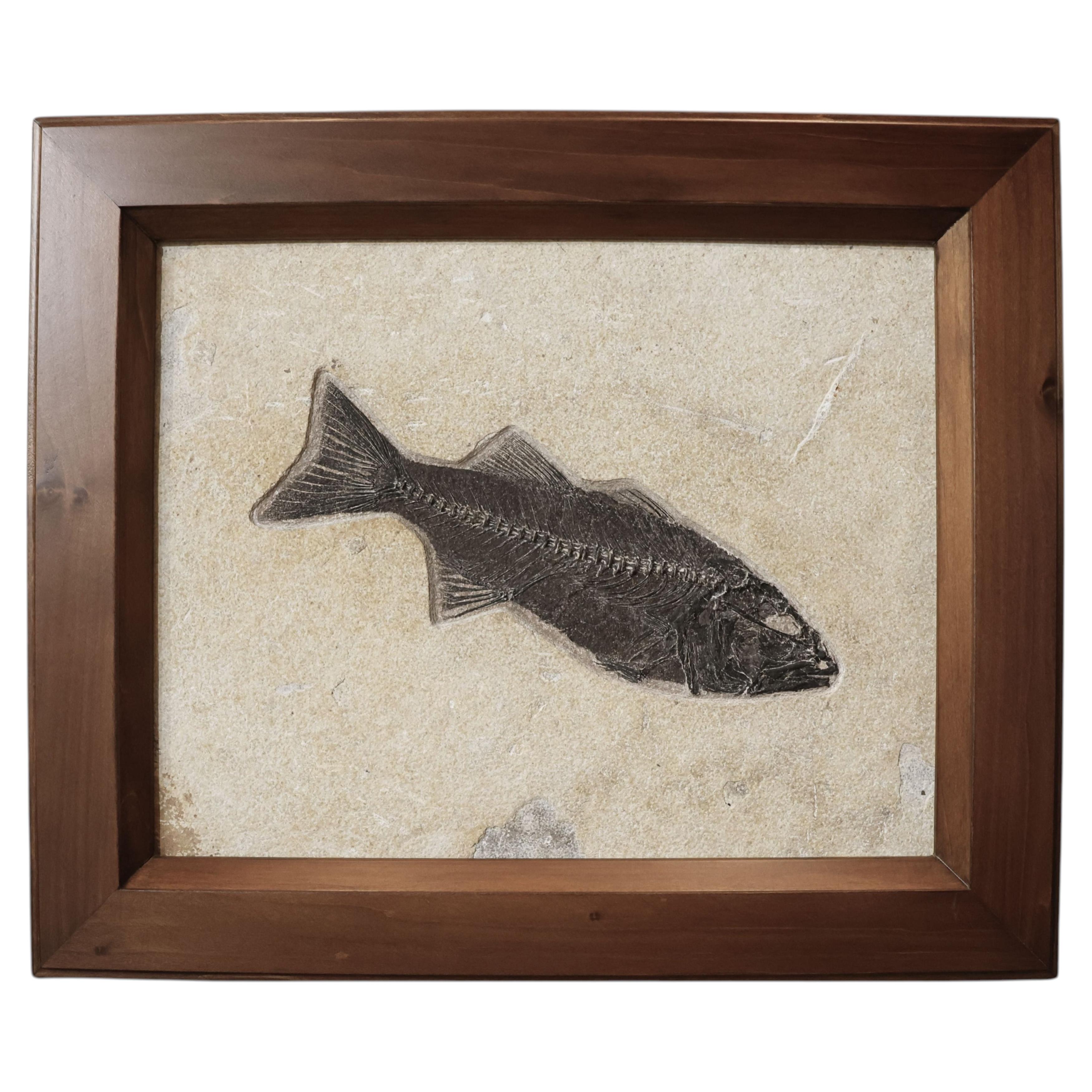 Fossil Fish (Mioplosus sp.) in Custom Walnut Frame, Green River Formation