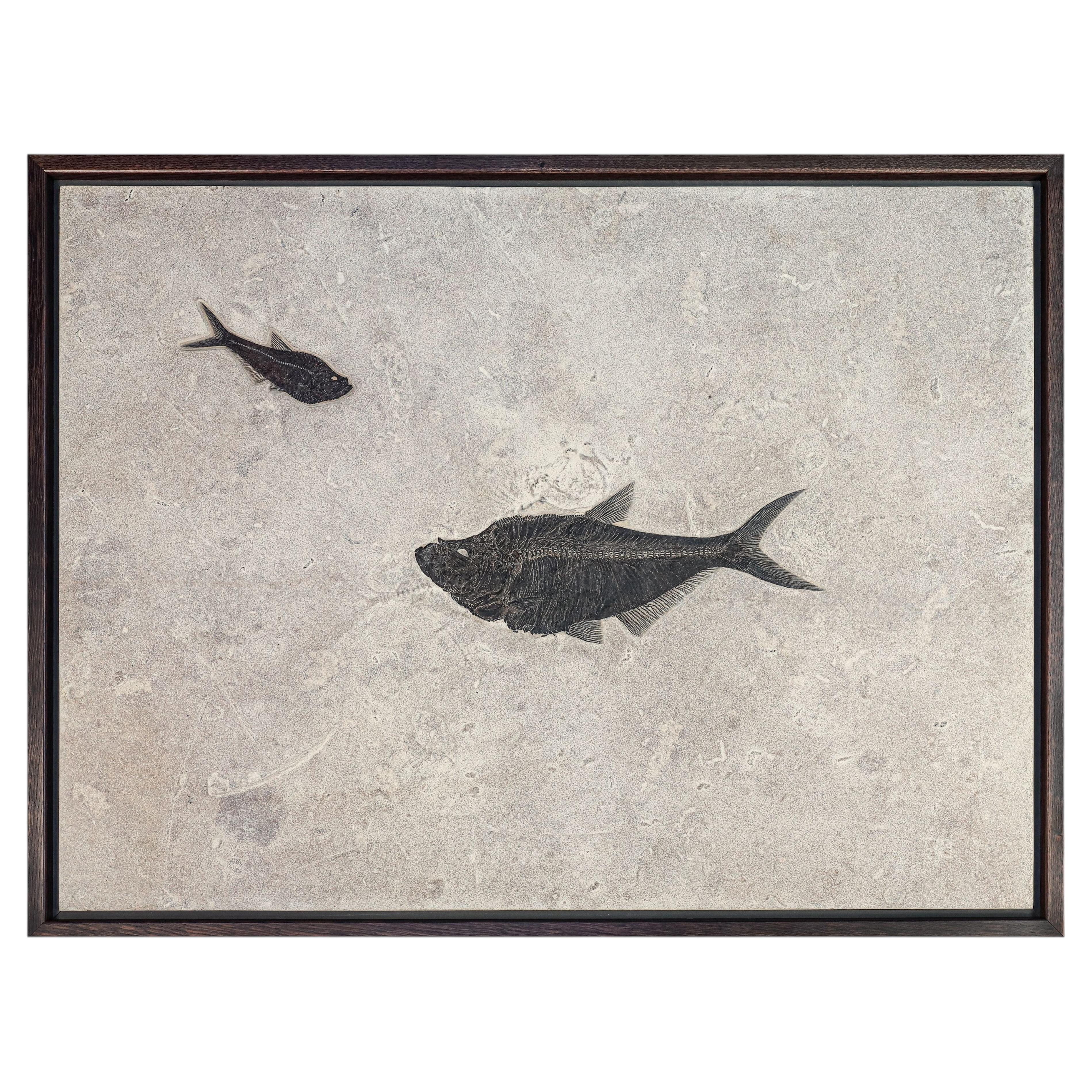 Fossil Fish Pair in Custom Walnut Frame, Green River Formation, Eocene For Sale
