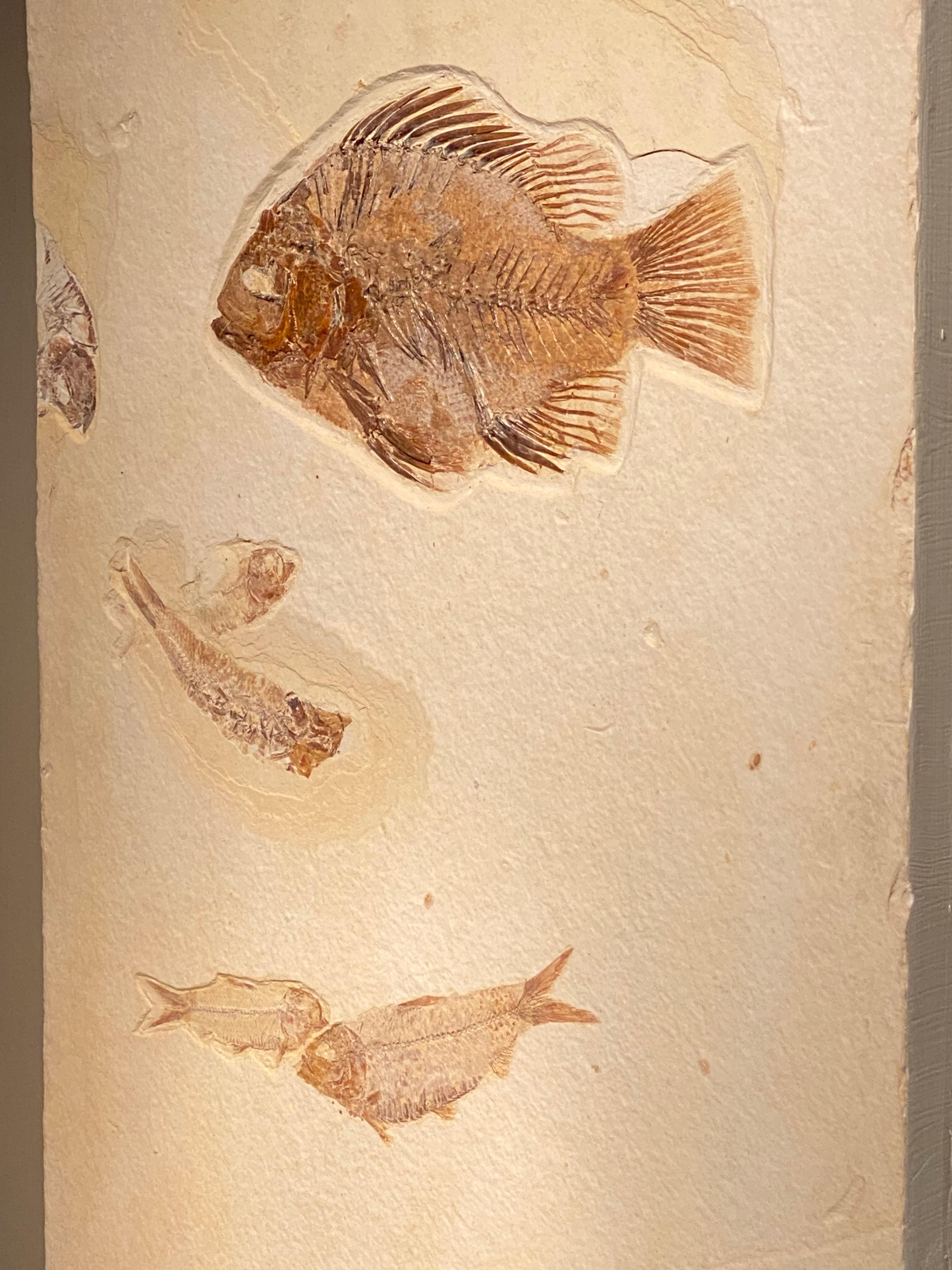 Assiette en forme de poisson fossile en vente 3